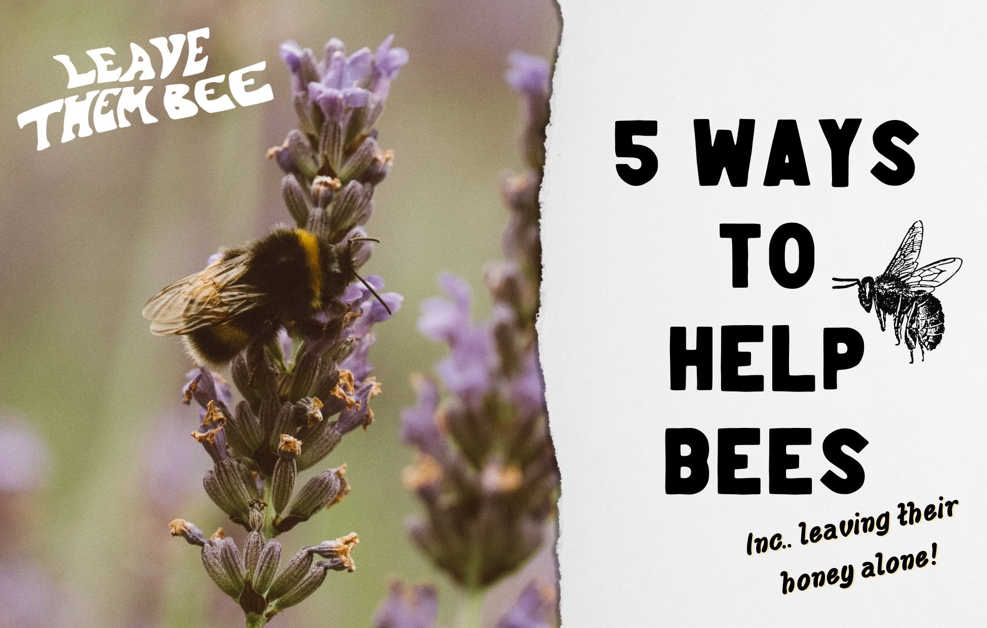 5 Ways You can Help Bee's