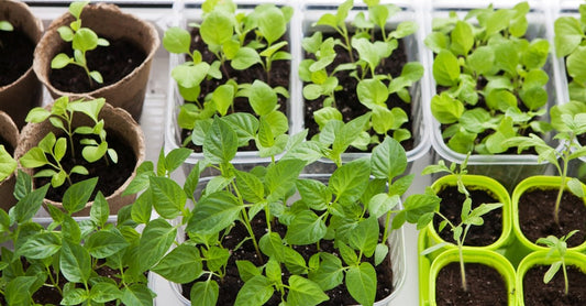 How To Grow Food Indoors - HeartCure